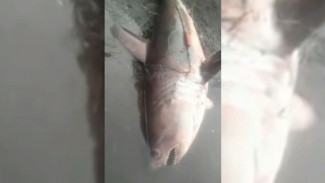 ВИДЕО: Акула попала в сети рыбаков и испортила всю рыбалку