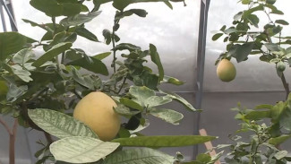 Северные аграрии: как выращивают сочные фрукты на холодном Ямале