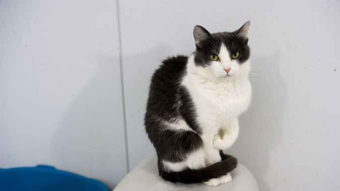 В первый день весны в приютах Ямала пройдет день открытых дверей