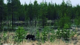 В окрестностях Ханымея гуляет медведь. Глава поселка снял животное на камеру