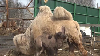 В Сыктывкаре всем миром придумывают имя новорожденному верблюжонку 