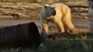 В Диксоне молодой медведь с банкой во рту сам пришел за помощью к людям 