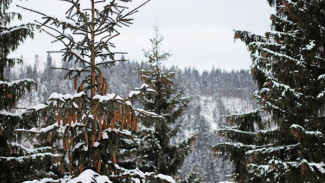 С 1 декабря на Ямале откроются официальные продажи новогодних ёлок