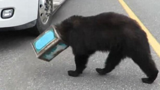 На Аляске спасли медведя, голова которого застряла в банке