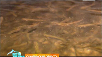 На Сахалине около восьмисот миллионов молодых лососей отправят в плаванье