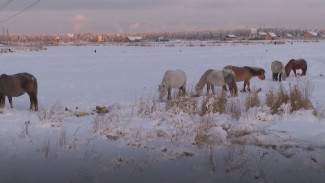 Лошади оккупировали столицу Сахи: для животные возводят первую в мире штрафстоянку