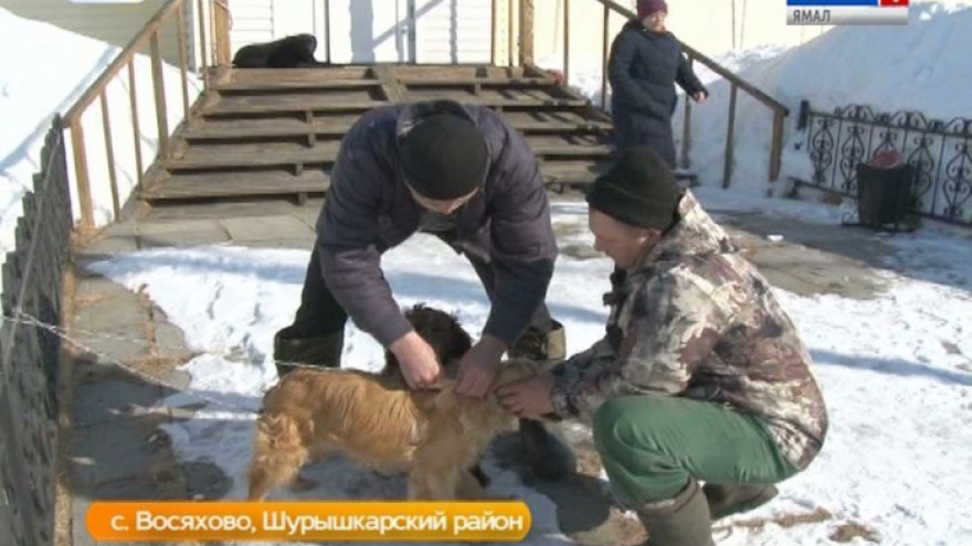 Уколы для любимцев. От каких болезней вакцинируют животных в Шурышкарском районе?