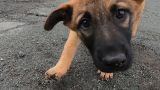 Подарил мирную жизнь: военнослужащий из Приморья вывез собаку из зоны СВО