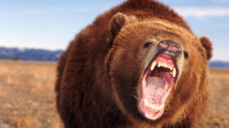 В Тазовском районе лютуют дикие, голодные медведи