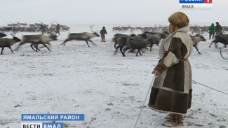 Себя обеспечим и Европе останется. На Ямале продолжается сезон заготовки оленины