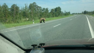 «Порвет на запчасти!». На трассе Сургут - Салехард бродит голодный медведь