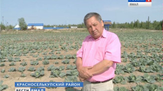 Ямальские аграрии доказали, что капуста и репчатый лук успешно растут даже на Крайнем Севере
