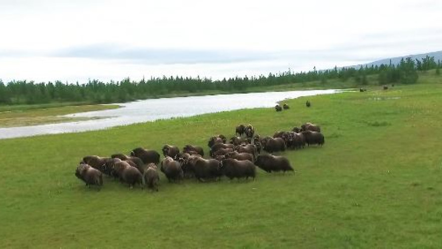Глава Красноярского края попросил у губернатора Ямала десять овцебычков 
