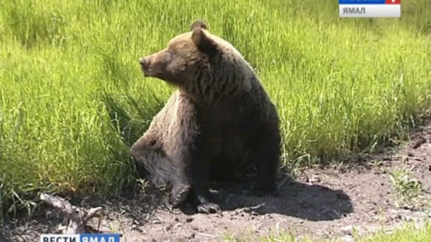 На Ямале медведь напал на человека