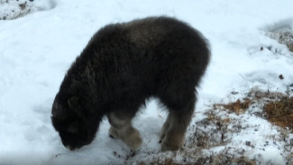 Беби-бум случился в природном парке «Ингилор» на Ямале