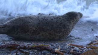 Великолепная пятёрка: во Владивостоке спасённых тюленей выпустили в море после реабилитации