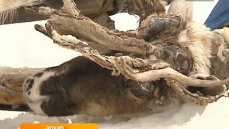 В Тазовском районе стартовал первый этап вакцинации оленепоголовья против сибирской язвы