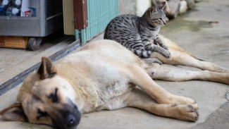 Своры собак на улицах больше не будут пугать салехардцев: о судьбе бездомных животных есть кому позаботиться 