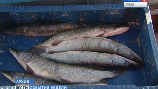 На Ямале квоту на вылов рыбы увеличили на 10 процентов