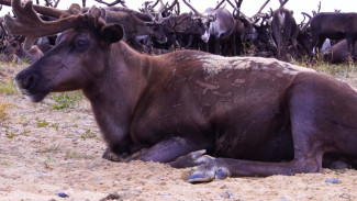 Древние законы бескрайней тундры: что на Ямале едят только олени, а люди не вкушают