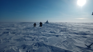 Жителей Ямальского района эвакуировали из-за медведицы с медвежатами