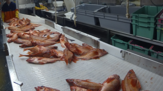 На Ямале откроют мини-цех по переработке рыбы