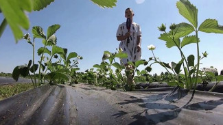 Фермеры из Карелии переключились с выращивания картошки на клубнику и землянику