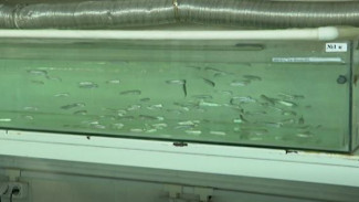 Ученые Иркутска исследуют как звук влияет на выживаемость рыб