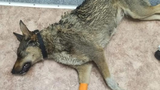 В Ноябрьске зоозащитникам удалось спасти отравленную неизвестными собаку