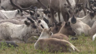 Ветеринарный десант: на Ямале продолжается вакцинация оленей против сибирской язвы