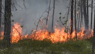 Больше 7 гектаров ямальских лесов охвачено огнем: спасатели тушат три природных пожара