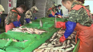 Путина подходит к концу. Ямальские рыбаки подсчитывают улов