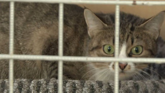 На Ямале пять кошек и две собаки обрели дом благодаря Дню открытых дверей в приютах