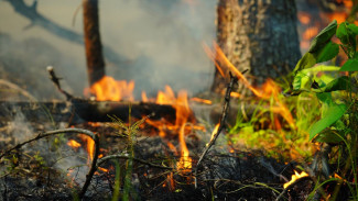 На территории Ямала горит более 1600 гектаров леса 