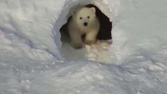 Арктическая «фотосессия»: ученые посчитали белых медведей на острове Врангеля