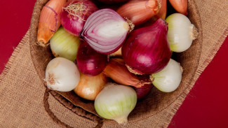 Растет как густой лес: 5 видов лука для посадки весной на еду и хранение 