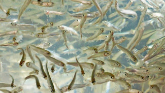 Собский рыбоводный завод готовится к массовому появлению молоди муксуна и нельмы