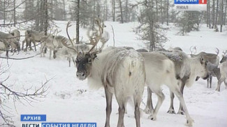 До летних пастбищ олени сами не дойдут. Тяжелые времена в ямальской тундре