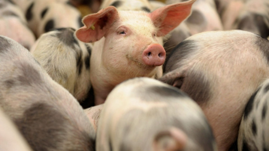 Ученые: свиньи распознают лицо человека