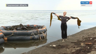 На Сахалине началась заготовка ламинарии