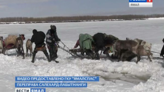 В беду попадают не только люди. Из мокрого снега спасателям пришлось вызволять застрявших оленей