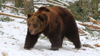 Внимание! В окрестностях Ноябрьска замечен медведь