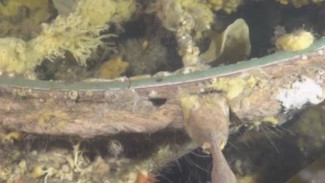Подводная сенсация. В водах Поморья обнаружили останки старинных судов, которые могут стать историческим открытием
