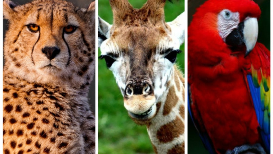 Гепарды, жирафы и африканские попугаи находятся под угрозой исчезновения