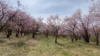 Слива, вишня, абрикос: уникальный сад плодовых деревьев в Приморье взяли под охрану