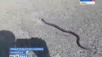 Ноябрьская горбольница опровергла слухи о еще одной жертве укуса гадюки. Насколько ядовиты местные змеи?