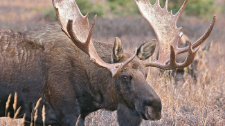 Ямальские охотники получили разрешение на добычу лося