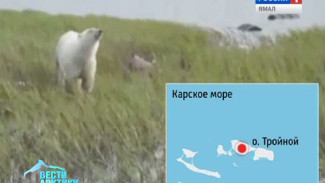 Взломали склады и растерзали собак. Полярников на острове Тройной в Карском море атакуют белые медведи