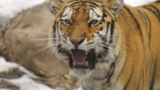 Опасное соседство: в Хабаровском крае тигры заходят в поселки и крадут домашних собак 