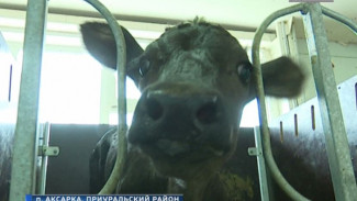 За семь месяцев этого года на предприятии «Салехардагро» надоено 300 тонн молока